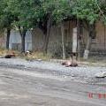 Война в Осетии 02